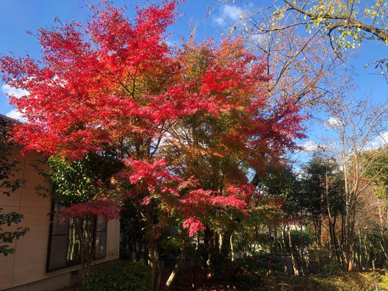 湯布院 星の里 Yufuin Hoshinosato Bed & Breakfast エクステリア 写真